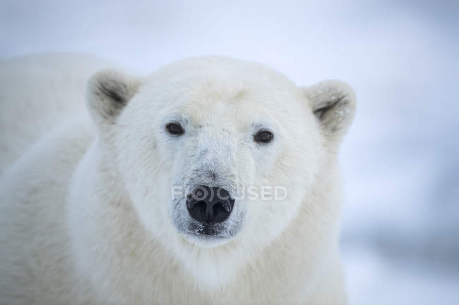 Primer plano de la cara de un oso polar (Ursus maritimes) mirando a la cámara; Churchill, Manitoba, Canadá - foto de stock