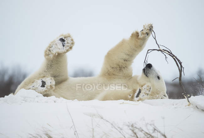 Eisbär (ursus maritimus) spielt mit einem Stock im Schnee; churchill, manitoba, canada — Stockfoto