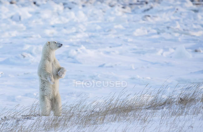 Orso polare (Ursus maritimus) in piedi nella neve dall'aspetto bellissimo; Churchill, Manitoba, Canada — Foto stock
