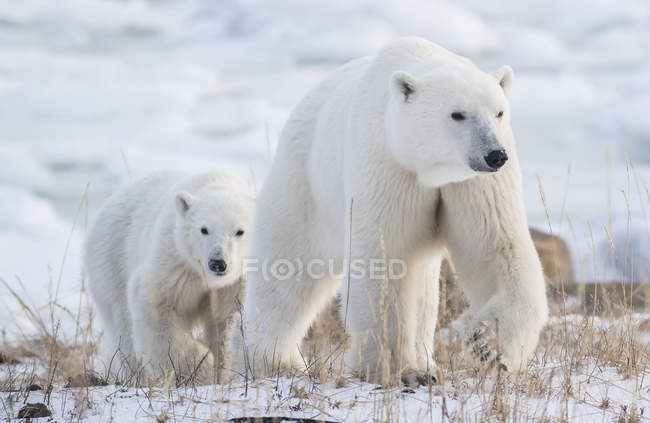 Мать и детеныш белых медведей (Ursus maritimus), идущих по снегу; Черчилль, Манитоба, Канада — стоковое фото