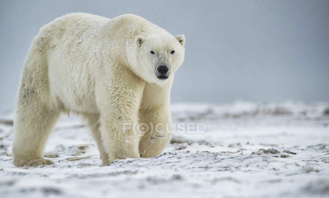 Белый медведь (Ursus maritimus) ходит по снегу; Черчилль, Манитоба, Канада — стоковое фото