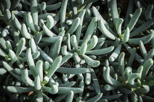Sedum hispanicum in un giardino esterno; Los Angeles, California, Stati Uniti d'America — Foto stock