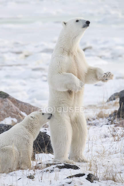 Mother Polar bear ( Ursus maritimes ) standing in the snow assessing danger; Churchill, Manitoba, Canada — Stock Photo