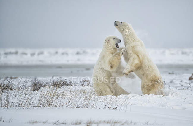 Los osos polares (Ursus maritimus) juegan al sparring mientras esperan que el hielo se forme en la bahía de Hudson; Churchill, Manitoba, Canadá - foto de stock