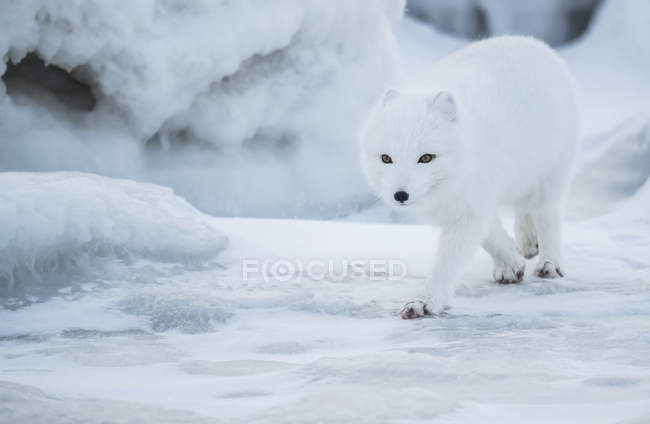 Песець (Лисиця lagopus) ходити в сніг; Черчілль, Манітоба, Канада — стокове фото