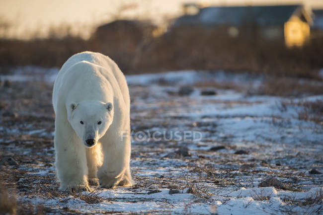 Polar bear ( Ursus maritimes ) walking toward the camera at dusk; Churchill, Manitoba, Canada — Stock Photo