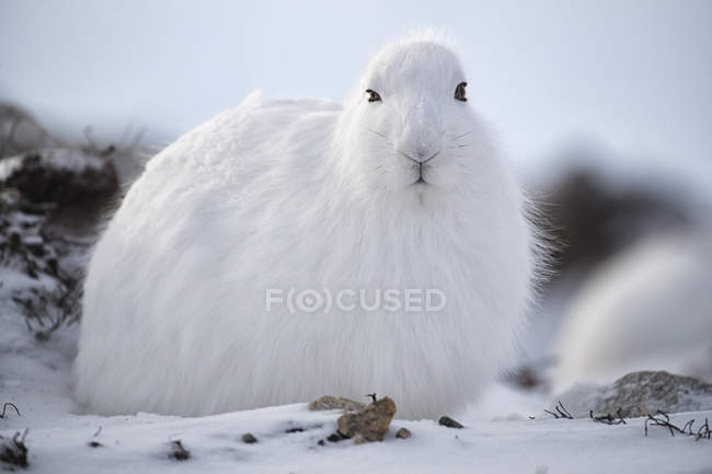 Арктичних зайця (зайця arcticus) в сніг; Черчілль, Манітоба, Канада — стокове фото