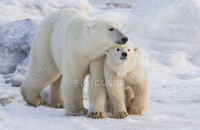 Mãe e filhote ursos polares (Ursus maritimus) caminhando na neve; Churchill, Manitoba, Canadá — Fotografia de Stock