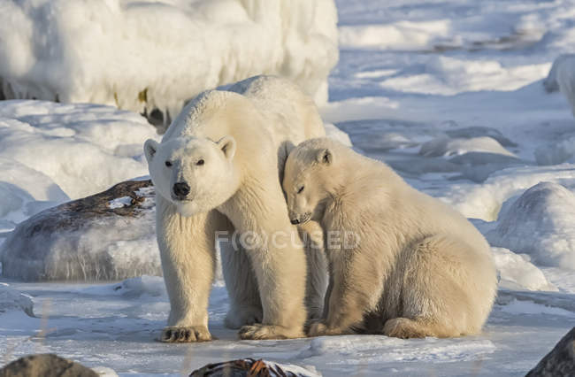 Madre y cachorro Osos polares (Ursus maritimus) en la nieve; Churchill, Manitoba, Canadá - foto de stock