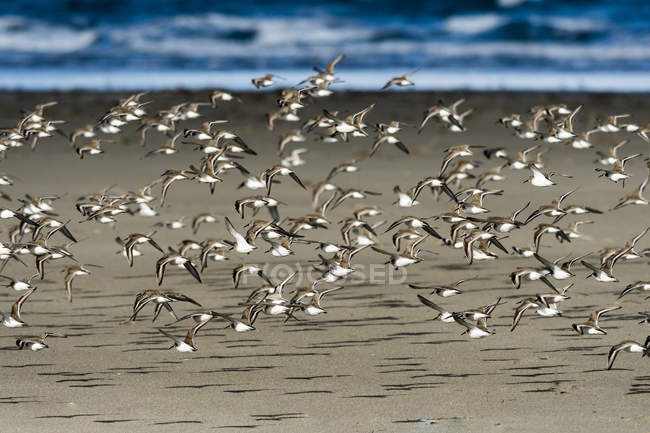 Una bandada de Dunlin (Calidris alpina) vuela a lo largo de la playa durante la migración; Hammond, Oregon, Estados Unidos de América - foto de stock