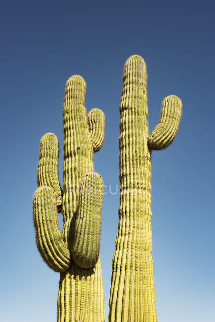 Um par de maduros Saguaro cactus (Carnegiea gigantea) no deserto de Sonora contra um céu azul; Arizona, Estados Unidos da América — Fotografia de Stock