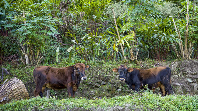 Dos vacas pastando en exuberante follaje; Sikkim, India - foto de stock