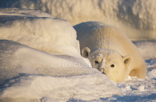 Oso polar (Ursus maritimus) acostado en la nieve al atardecer mirando a la cámara; Churchill, Manitoba, Canadá - foto de stock