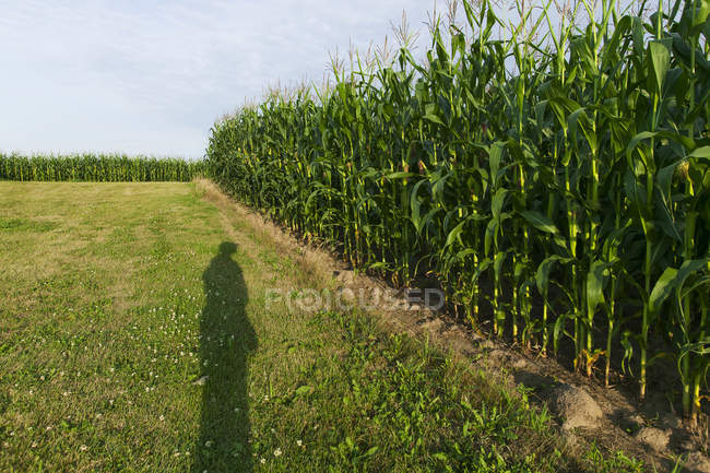 Sombra de un granjero revisando su cultivo de maíz, cerca de Loretto; Minnesota, Estados Unidos de América - foto de stock