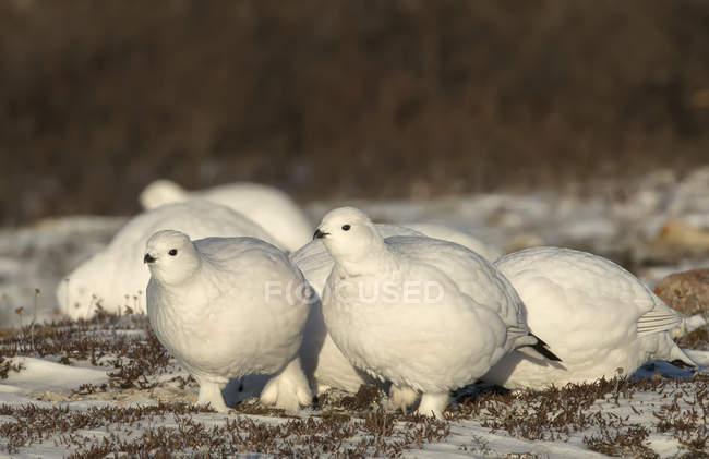 Flock of Willow ptarmigan ( Lagopus lagopus ) in the snow; Churchill, Manitoba, Canada — Stock Photo