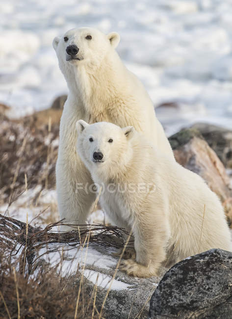 Mãe e filhote Ursos polares (Ursus maritimus) sentados na neve; Churchill, Manitoba, Canadá — Fotografia de Stock