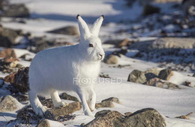 Арктичних зайця (зайця arcticus) в сніг; Черчілль, Манітоба, Канада — стокове фото