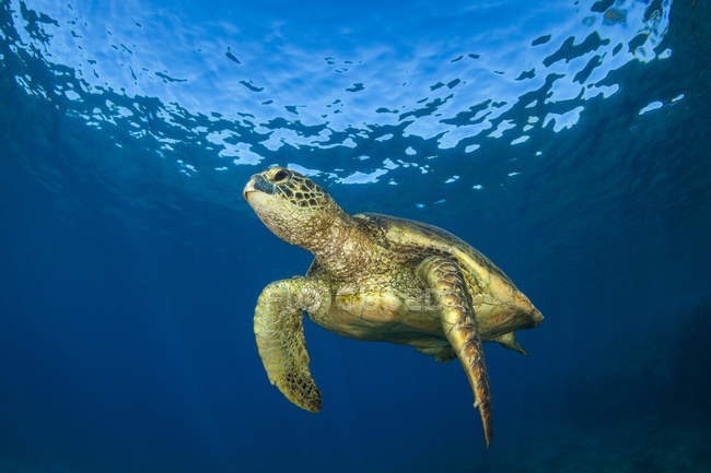 Hawaiian Green Sea Turtle (Chelonia mydas); Maui, Hawaii, Estados Unidos de América - foto de stock