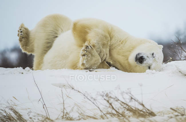 Ours polaire (Ursus maritimus) jouant avec un bâton dans la neige ; Churchill, Manitoba, Canada — Photo de stock