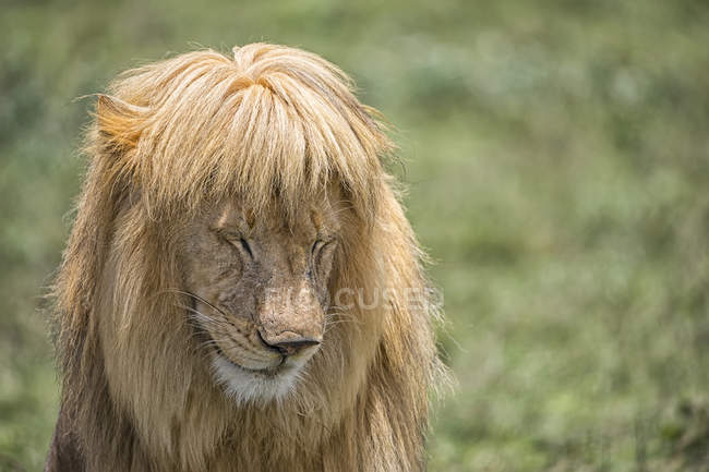 Lion mâle (panthera Leo) avec de beaux cheveux ; Ndutu, Tanzanie — Photo de stock