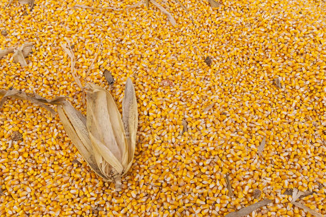 Granos de maíz cosechados con las hojas secas colocadas en la pila; Minnesota, Estados Unidos de América - foto de stock