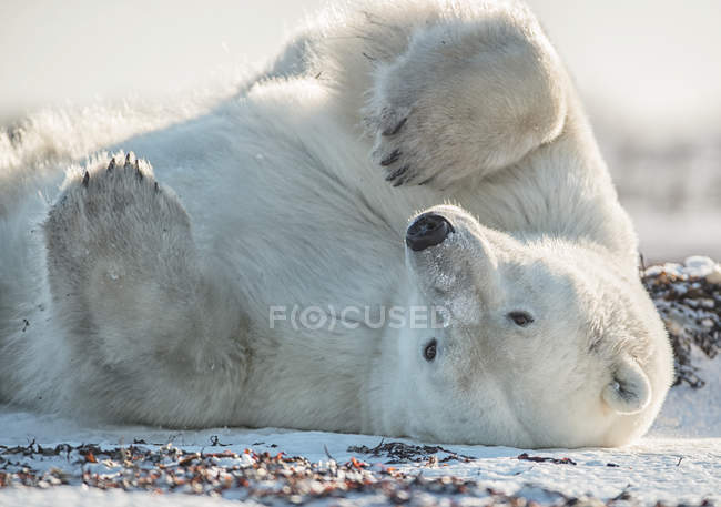 Eisbär (ursus maritimus) im Schnee auf dem Rücken; churchill, manitoba, canada — Stockfoto