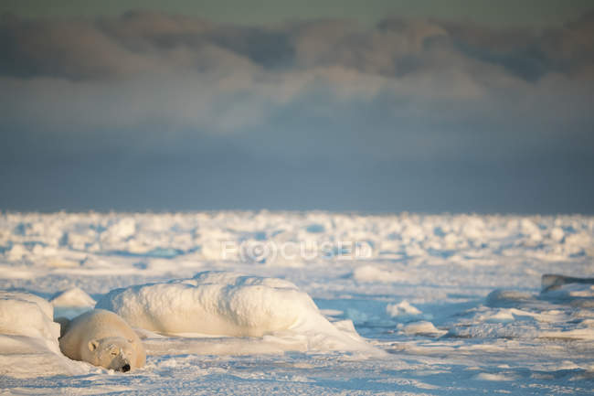 Oso polar (Ursus maritimus) acostado en la nieve durmiendo al atardecer; Churchill, Manitoba, Canadá - foto de stock