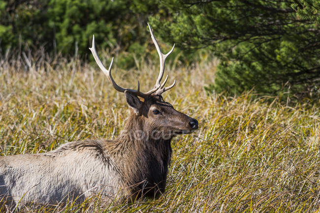 A young bull Roosevelt Elk ( Cervus canadensis roosevelti ) visits a salt marsh; Hammond, Oregon, United States of America — Stock Photo
