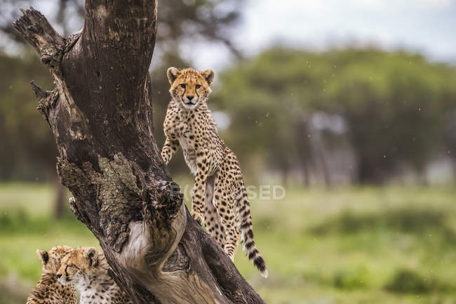 Cheetah (Acinonyx jubatus) em uma árvore; Ndutu, Tanzânia — Fotografia de Stock
