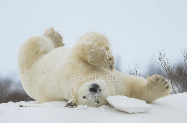 Oso polar (Ursus maritimus) al revés jugando en la nieve; Churchill, Manitoba, Canadá - foto de stock