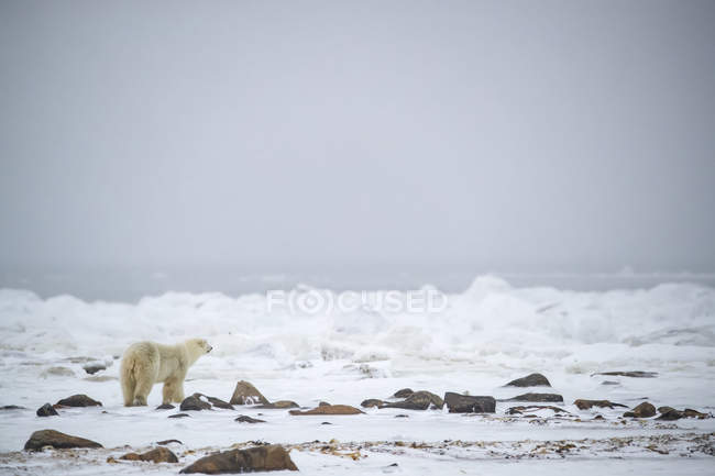 Белый медведь (Ursus maritimus) смотрит в Гудзоновский залив, чтобы увидеть, не образовался ли лед; Черчилль, Манитоба, Канада — стоковое фото