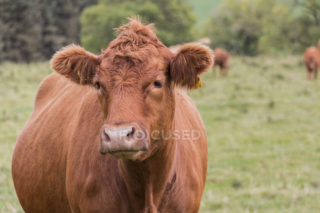 Retrato de una hermosa vaca marrón en un campo con una cara triste; Northumberland, Inglaterra - foto de stock