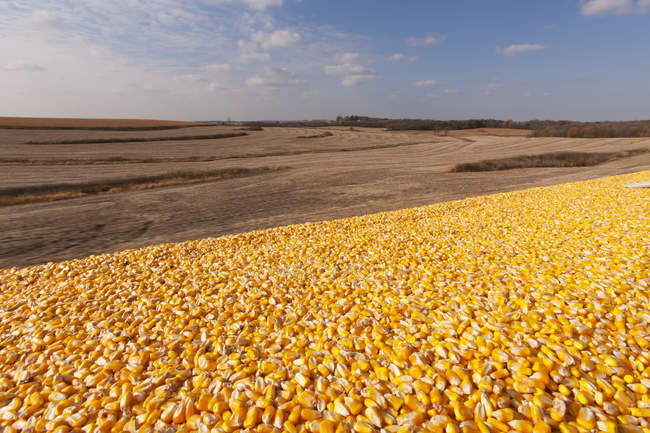 Truckload of corn frames uma cena de colheita durante a colheita de milho, perto de Nerstrand; Minnesota, Estados Unidos da América — Fotografia de Stock