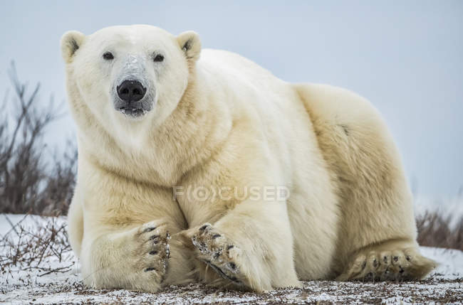 Ours polaire (Ursus maritimus) couché dans la neige regardant la caméra ; Churchill, Manitoba, Canada — Photo de stock