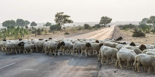 Rebaño de ovejas cruzando una carretera; Jaisalmer, Rajastán, India - foto de stock