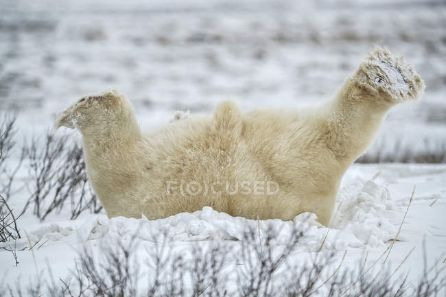 Polar bear ( Ursus maritimus ) lying down playing in the snow; Churchill, Manitoba, Canada — Stock Photo