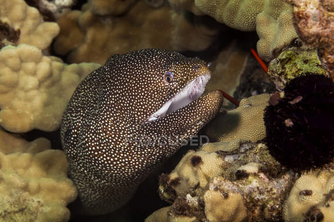 Close-up Of A Whitemouth Moray Eeel ( Gymnothorax meleagris ); Maui, Hawaii, United States of America — Stock Photo
