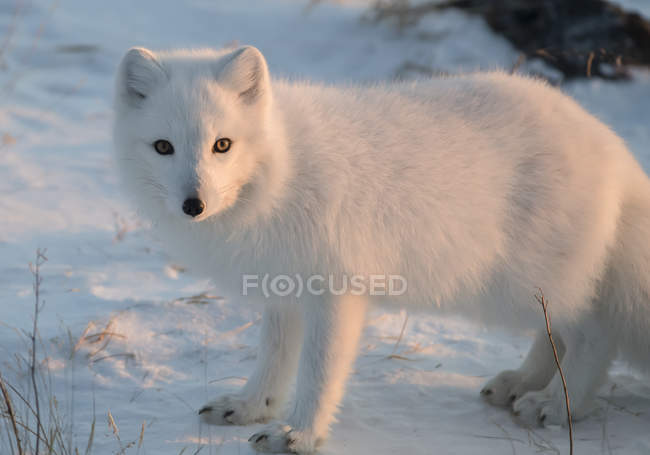 Arctic fox ( Vulpes lagopus ) in the snow; Churchill, Manitoba, Canada — Stock Photo