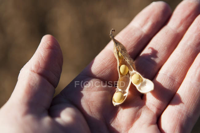 Soybeans and seed pod in farmer's hand, soybean harvest scene, near Nerstrand; Minnesota, United States of America — Stock Photo