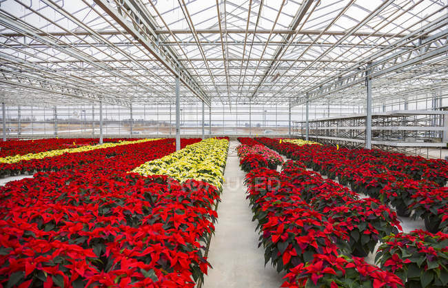 Rows of multi-coloured poinsettias that were grown in a greenhouse operation nearing the Christmas season; St. Albert, Alberta, Canada — Stock Photo