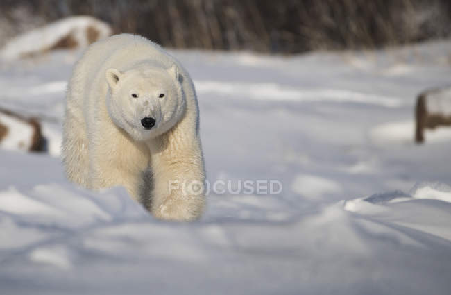 Urso polar (Ursus maritimus) caminhando na neve; Churchill, Manitoba, Canadá — Fotografia de Stock