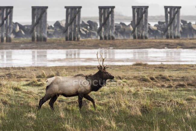 Un jeune taureau de Roosevelt Elk (Cervus canadensis roosevelti) visite Trestle Bay ; Hammond, Oregon, États-Unis d'Amérique — Photo de stock