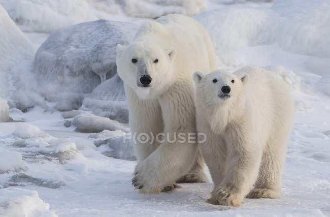 Mãe e filhote ursos polares (Ursus maritimus) caminhando na neve; Churchill, Manitoba, Canadá — Fotografia de Stock