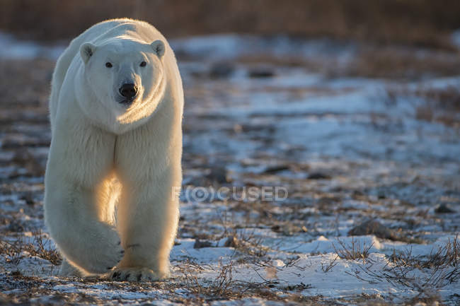 Oso polar (Ursus maritimus) caminando hacia nosotros en la puesta de sol; Churchill, Manitoba, Canadá - foto de stock