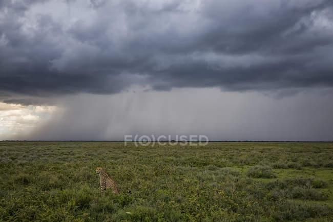 Gepard (acinonyx jubatus) sitzt im Gras, während in der Ferne ein Sturm wütet; ndutu, tansania — Stockfoto