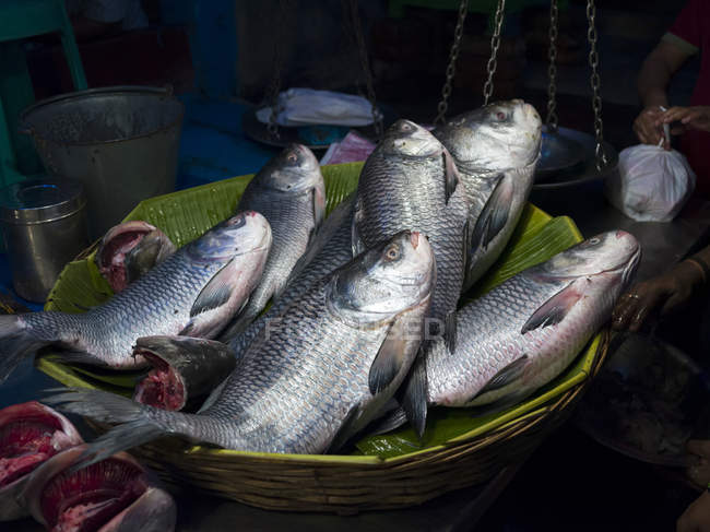 Pesce fresco in un cesto alla bancarella Naskar Fish; Kolkata, West Bengal, India — Foto stock