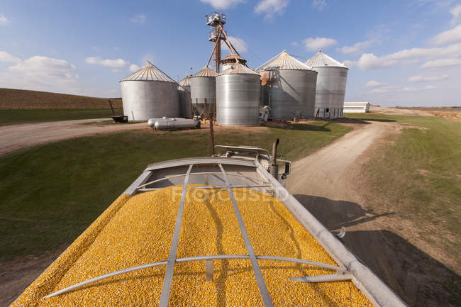 Грузовик с зерном загружен кукурузой в сушильном и мусорном комплексе во время сбора кукурузы, недалеко от Нерстранда; Миннесота, США — стоковое фото