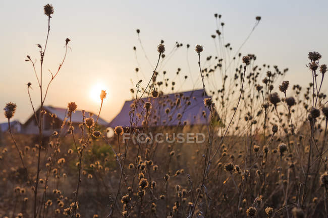 Le soleil couchant sur les maisons d'été dans un village avec de hautes herbes au premier plan ; Tarusa, Russie — Photo de stock