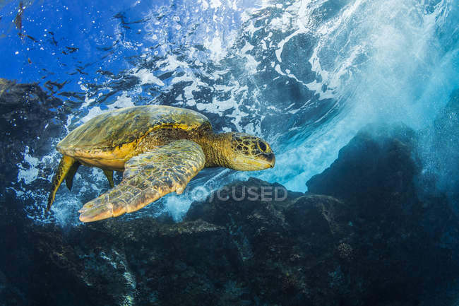 Гавайская зеленая морская черепаха (Chelonia mydas); Мауи, Гавайи, Соединенные Штаты Америки — стоковое фото