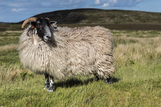 Ovelhas com casaco completo em pé em um campo; Northumberland, Inglaterra — Fotografia de Stock